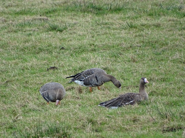 过去努力的 过去努力的